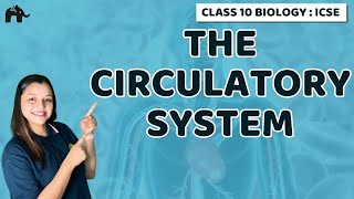 The Circulatory System  Chapter 8 Class 10 ICSE Biology  Selina [upl. by Nosbig]