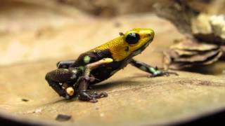 Andinobates sp nov Supatae Supatá’s Golden Frog frogs eastern andes frogging [upl. by Miehar]