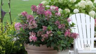 Little Quick Fire® Hydrangea paniculata [upl. by Richie]