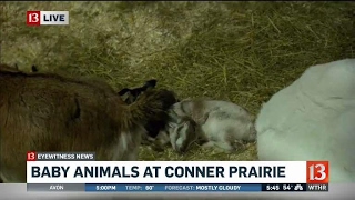 Conner Prairie opens outdoor season with several new babies [upl. by Odnam]