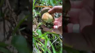 Boletus ReticulatusJuly 2024 asmr asmrmushrooms fungi boletus porchini mushroomhunting [upl. by Ardnala]