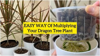 How to Grow and Propagate Dracaena  Dragon Tree or Dracaena Marginata  5 Months UPDATE [upl. by Leoline]