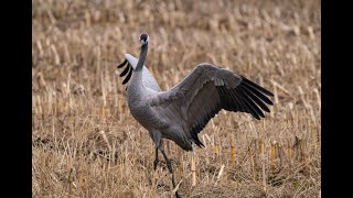 29 October 2024 Cranes near Diepholz Germany [upl. by Ayala]