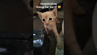 Domesticating kitten 1 pets cute [upl. by Eimrots407]