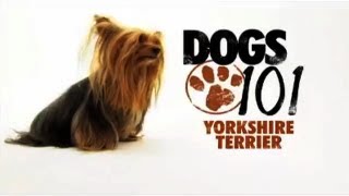 Dogs 101  Yorkshire Terrier [upl. by Willard]