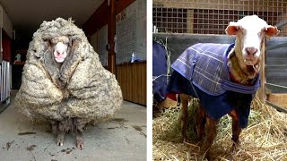 Overgrown Sheep Gets 70 Pounds of Wool Sheared Off [upl. by Rennoc442]