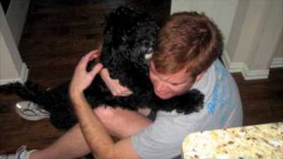 Owning a Portuguese Water Dog [upl. by Byrann159]