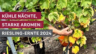 RieslingErnte in der Lage Fässerlay Ein Jahrgang voller Aroma 🍇🍷 [upl. by Bencion]