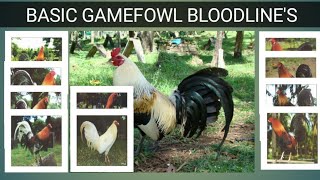 GAME FOWL BLOODLINES Origin amp Characteristics [upl. by Ddene]