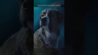 This Dog Fights another Dog to be the Leader 😱 reels movie scarymovieclips movieclips film [upl. by Sparrow330]