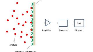 What are biosensors [upl. by Elok243]