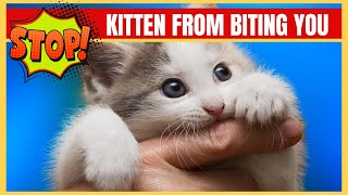 How To Stop A Kitten From Biting [upl. by Dualc]