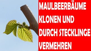 Maulbeerbaum durch Maulbeerbaumstecklinge klonen und somit vermehren [upl. by Stevena]