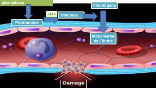 13 hemostasia coagulacion y fibrinolisis 2 [upl. by Aurelea986]