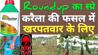 Roundup herbicide का स्प्रे करैला की फसल में खरपतवार के लिए।। [upl. by Nnyliak]