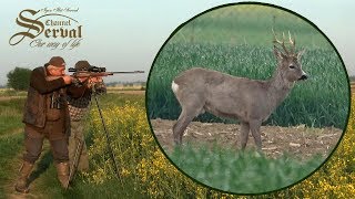 Roebock hunting in Vojvodina Bačka Palanka 2018 Rehbockjagd in Vojvodina [upl. by Balch]