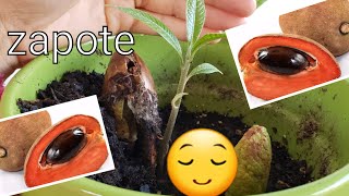 Como germinar semillas de zapote oh mamey [upl. by Julienne832]