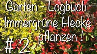 Garten – Logbuch  2 Immergrüne Hecke Pflanzen [upl. by Anitnatsnok]