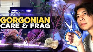 How to Frag amp Grow Gorgonian  Sea Fan 🌊 [upl. by Arney]