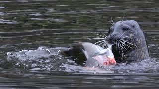 Harbour seal eating an Atlantic salmon in Cork city  April 12th 2024 [upl. by Verlee291]