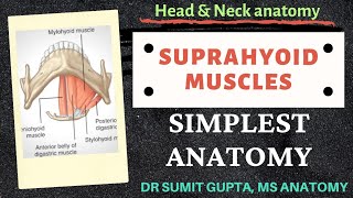 SUPRAHYOID MUSCLES  Origin  Insertion  Nerve supply  Action [upl. by Meirrak590]