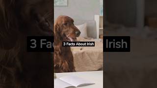 3 Facts About Irish Setters [upl. by Dehnel153]