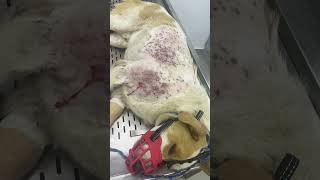 Cruelty Vile Human Uses TiedUp Pup As Target Practice Shooting Him Over 100 Times STORY BELOW [upl. by Daphna]