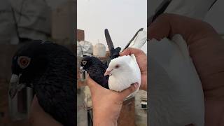 Pet house pe se safed madrasi pet pakda kabootar birds minivlog vlog shorts reels pet pets [upl. by Ikciv]