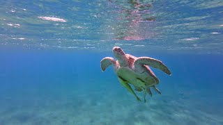 Iberotel Costa Mares  Marsa Alam  Egypt Oct2023  4K filmed with DJI Osmo Action 3 [upl. by Gustafson]