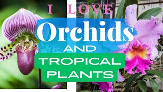 The Apopka International Orchid Festival at the Krull Smith Growers in Florida orchids tropical [upl. by Maibach613]