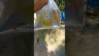 Guppy  Pabna Guppy Farm [upl. by Marj371]