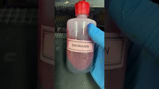 How to do a gram stain microorganisms bacteria microscopic [upl. by Prospero]