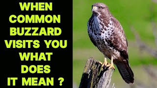 WHEN COMMON BUZZARD BIRD VISITS YOU WHAT DOES IT MEAN [upl. by Nennarb567]