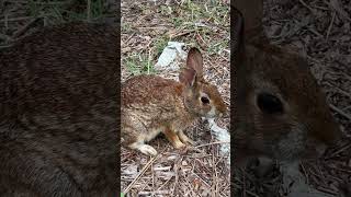 Watch Mama Bunny Making Noises while chewing [upl. by Fong]