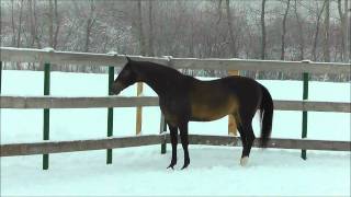 Akhalteke stallion Khorramdel  FOR Sale [upl. by Nnylyt]