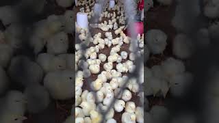 Broiler poultry Farm’s 10000 Chick’s 🐣🐣🐣🐣 youtubeshorts trendingshorts broilerpoultryfarm [upl. by Lemert]