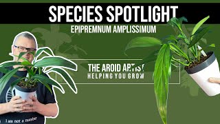 Plant species spotlight – Epipremnum amplissimum – long leaf plants [upl. by Ninerb]