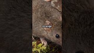 Brown Antechinus The Animal with a 14Hour Mating Marathon [upl. by Herodias]