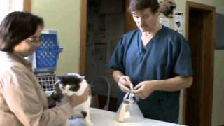 How to Put an Elizabethan Collar ecollar on a Cat  Veterinary Assistant Training [upl. by Utta477]