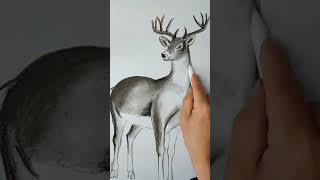 How to draw a deer art of white deer realistic sketch of deer shorts [upl. by Seroka]