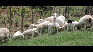 Cómo Empezar un Criadero de Ovinos El Reten  Magdalena  TvAgro por Juan Gonzalo Angel [upl. by Tannenwald]