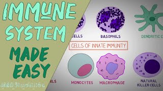 IMMUNE SYSTEM MADE EASY IMMUNOLOGY INNATE AND ADAPTIVE IMMUNITY SIMPLE ANIMATION [upl. by Letty]