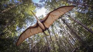 Pterodactyl Sighting in Illinois [upl. by Alasteir]