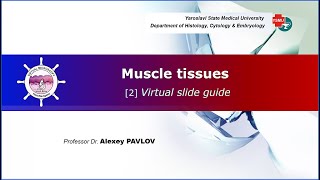 05 General histology Muscle tissues virtual slide guide [upl. by Thibaud]