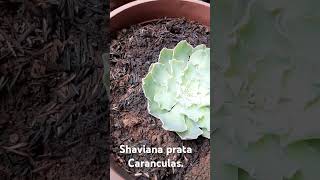 Echeveria shaviana prata caranculas [upl. by Enovad]