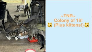 Cat trapping for TNR drop trap colony of 16 [upl. by Neit]