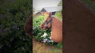 Whos hackamore is this 🤭hobbyhorsecomunity fypシviral newhorse [upl. by Clapp95]