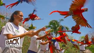 Survival of the Scarlet Macaw  How to save Mexicos Endangered Parrot [upl. by Atina282]