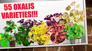 55 Rare Oxalis Triangularis Varieties  HERB STORIES [upl. by Ro]