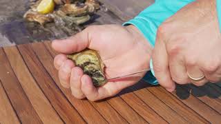 Toadfish Kitchen  Put Em Back Oyster Knife [upl. by Eisinger]